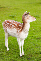 White tailed deer standing in grassy forest surrounded by nature and wildlife