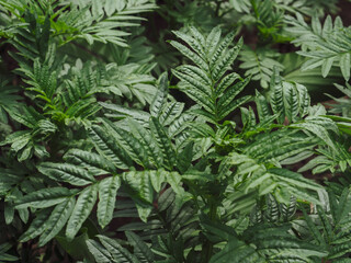 Fresh leaves in the garden for a simple nature background close up