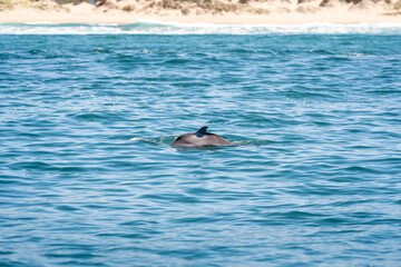 Delfin vor Sandstrand © MC Stock