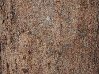 Pine tree texture in mountain forest close up for nature background