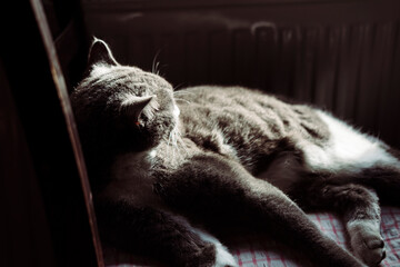 village cat or stray cat gray and white lying on wooden rustic chair
