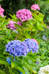 Double-flowered light blue and pink hydrangea flowers blooming in early summer at Shimoda Park.
