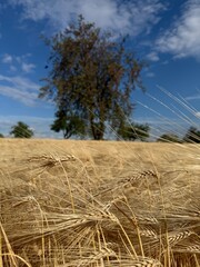 field of wheat