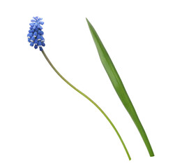 Blue flower and green leaf of muscari isolated on white or transparent background. Set of elements.