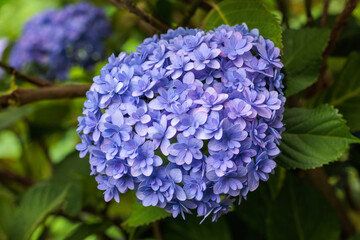 Double-flowered light purple hydrangea flowers blooming in early summer in Shimoda Park.