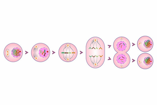 diagram of stages of animal cell mitosis
