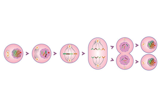 diagram of stages of animal cell mitosis
