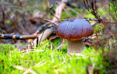 Brown Wild Mushroom on Mossy Forest Floor Surrounded by Sticks and Plants