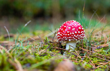 Bright Red Fly Agaric Mushroom in Forest Surrounded by Moss and Pine Needles