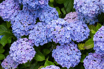 Close-up of double-flowered light blue hydrangea flowers blooming in early summer in Shimoda Park.