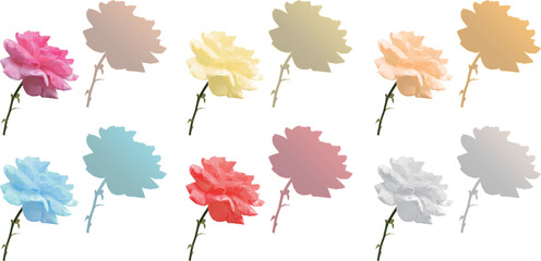 Side View Rose Flower Set with Color Variations and Silhouette Shadows