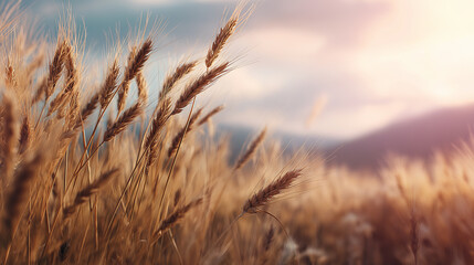 Fototapeta premium Golden Wheat Field Sunset Nature's Canvas