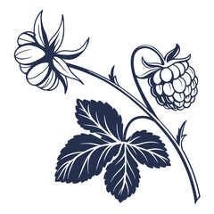 vector illustration of cloudberry