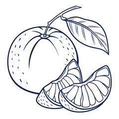 vector illustration of a  clementine
