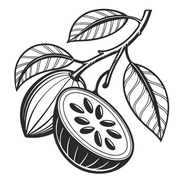 vector illustration of citrofortunella