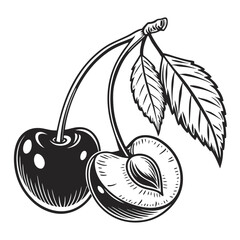 vector illustration of cherry