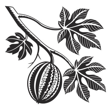 black and white charichuelo