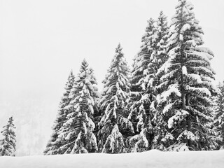 Winter landscape displays snow covered evergreen trees in monochrome, creating a peaceful forest...