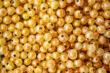 A cluster of golden currants fills the frame, showcasing their translucent skins with subtle shine. Each berry's small, dark center contrasts with the surrounding vibrant yellow hues.