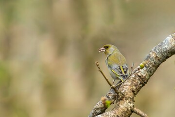 Greenfinch (Chloris chloris)
