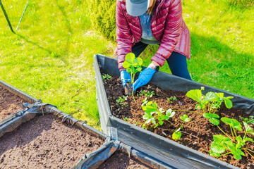 Woman planting strawberry seedling in raised bed using gloves during sunny day in garden. Sweden.