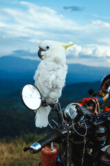 White cockatoo perched on a railing against a green mountain background, possibly a forest with...