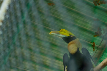 A black and yellow gill bird displayed in an iron cage.