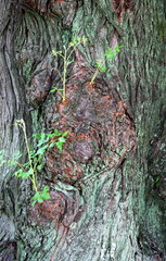 Close-up of the bark of an old tree trunk with young sprouts and fresh green leaves, highlighting natural texture and vitality./古木の幹に芽生えた新芽