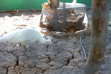 An emerald green peacock displayed in an iron cage.