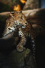 Ceylon leopard (Panthera pardus kotiya) detail portrait