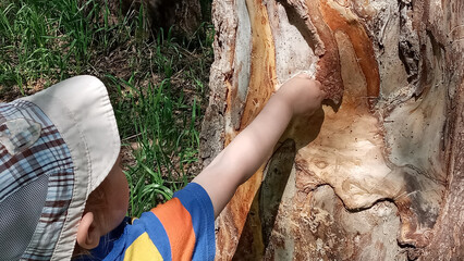 A young boy is touching a rough tree trunk with his finger. The bark is light brown, and the wood grain is visible. The boy is wearing a blue shirt and a hat. He is looking at the tree trunk.