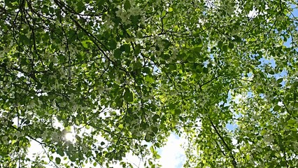 A serene view of a lush forest canopy, where vibrant treetops stretch toward the sky. Sunlight filters through the leaves, creating a tranquil atmosphere in nature s embrace.
