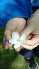 A child gently holds a pair of delicate spring flowers, highlighting nature s beauty. The contrast of the tiny blossoms against green grass is charming and peaceful, perfect for nature prints.