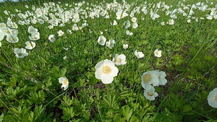 A beautiful spring meadow adorned with delicate white anemone flowers in full bloom, complemented by lush green foliage, creating a picturesque scene of nature s renewal and beauty.