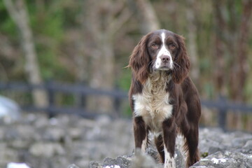 Dogs and puppies that play and are so cute and adorable  and chocolate brown cocker spaniel puppy 