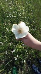 A hand holds a beautiful white flower amidst a field of delicate wildflowers in full bloom, capturing the essence of summer and showcasing nature s beauty and tranquility.