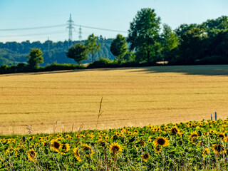Sonnenblumenfeld neben einer Landstrasse