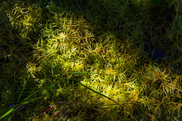 Lush green moss glows under sunlight in a dense forest floor, creating a vibrant natural texture