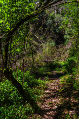 A serene forest trail winds through dense greenery