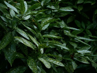 Aucuba Japonica leaves natural background