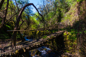 A rustic wooden bridge spans a cascading stream in a lush forest