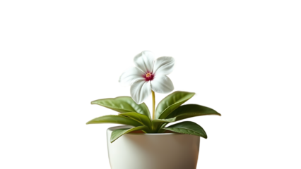 White flower in pot 3d rendering isolated on transparent background Cartoon plastic style icon