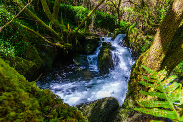 A vibrant fern stands in the foreground of a cascading waterfal