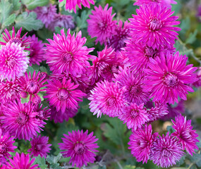 pink chrysanthemum flowers