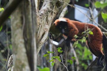 Portrait of a Red Ruffed Lemur (Varecia Rubra) laying on a branch
