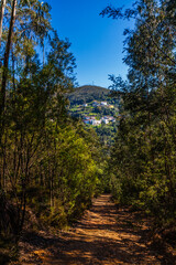 A forested path leads through dense trees