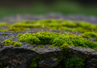 Moss covered stone closeup