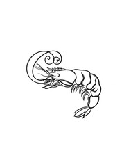 Shrimp sketch. hand drawn Shrimp outline illustration. Shrimp black and white drawing. Shrimps line art drawing