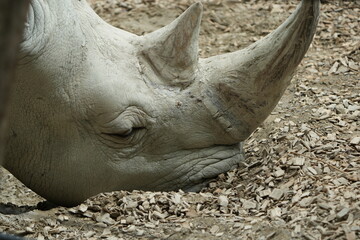 Fototapeta premium close up of a rhino in captivity, headshot, close up of a white rhino - southern white rhinoceros Ceratotherium simum simum