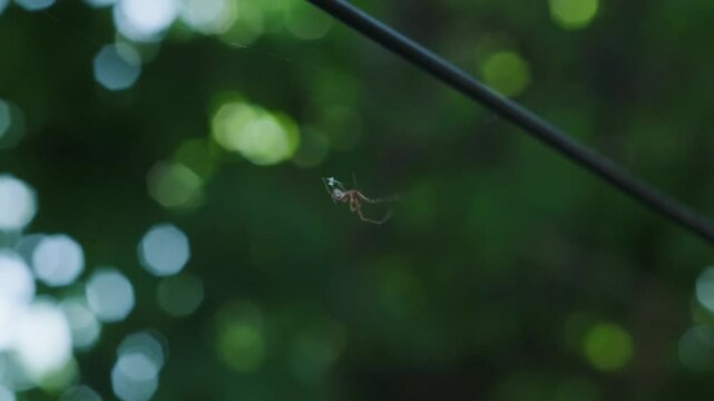 Spider on clothes pegs